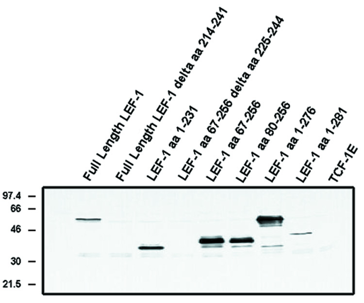 "Western blot analysis
using LEF-1 (alternate
exon) antibody (Cat. No. X1075M) on Cos cells transfected with the
indicated proteins."